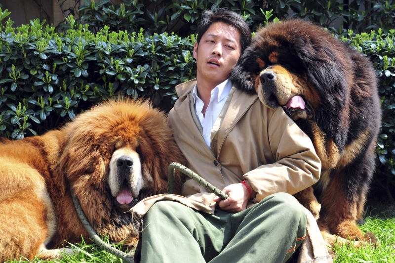 Two Tibetan Mastiffs in Tibet
