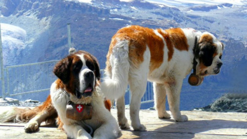 St. Bernard (Swiss Rescue Dog)