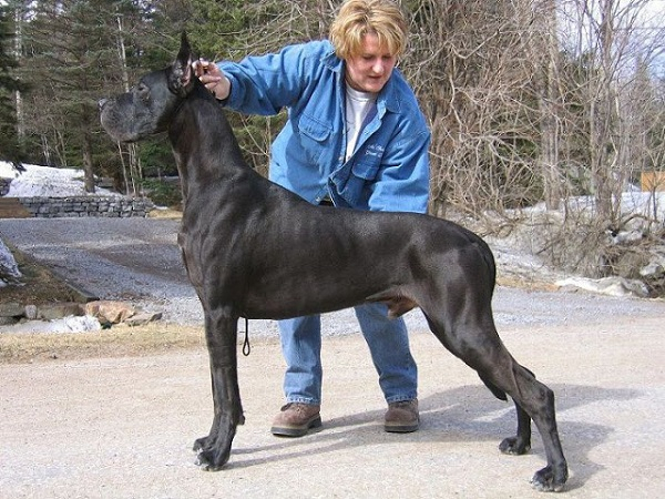 The famous Great Dane Zeus dog