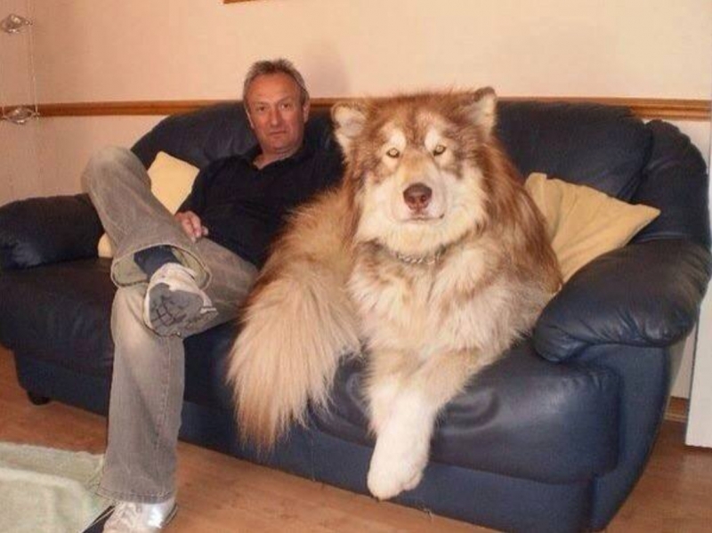 A giant Alaskan Malamute with his owner