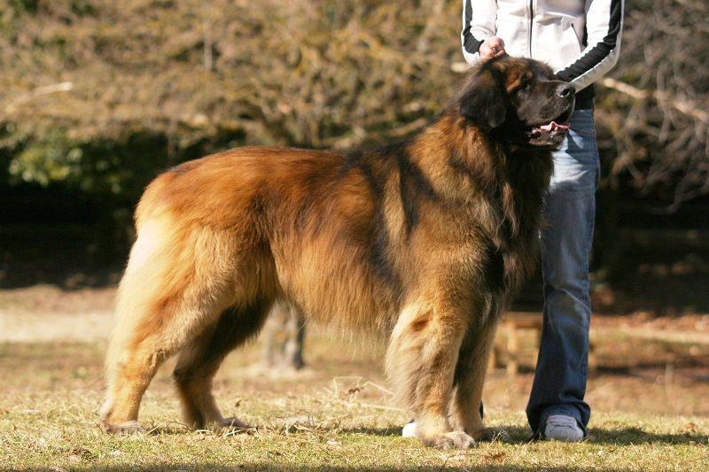 Leonberger (German Lion Dog)