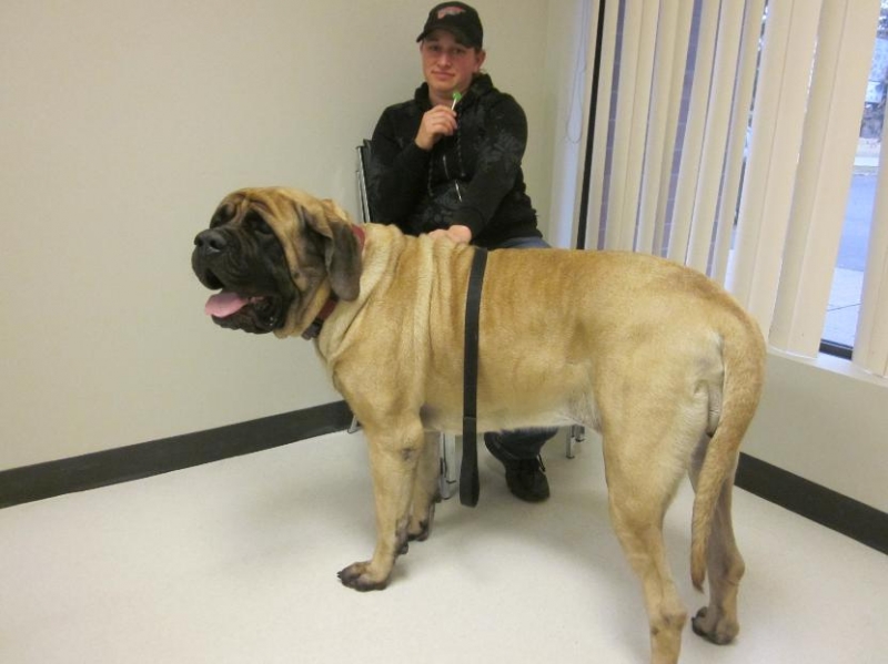 The image of a very large English mastiff