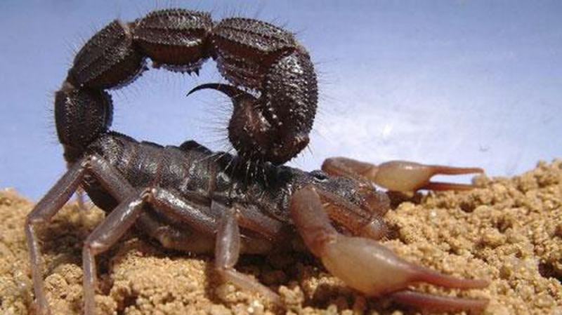 Giant sea scorpion bigger than a human