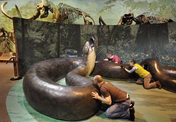 Giant snake fossil in Colombia