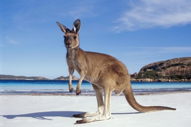 Giant kangaroo