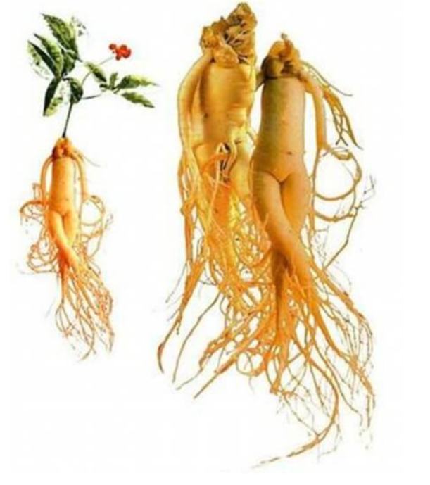 Ginseng enhances physiological function and sperm quality