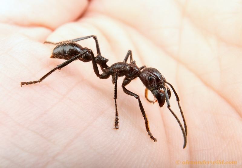 Bullet ants
