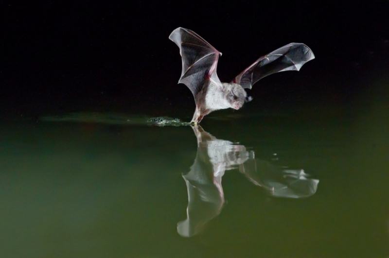 Bats catch fish