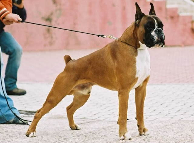 Boxer dog is extremely majestic, with the appearance of a boxer