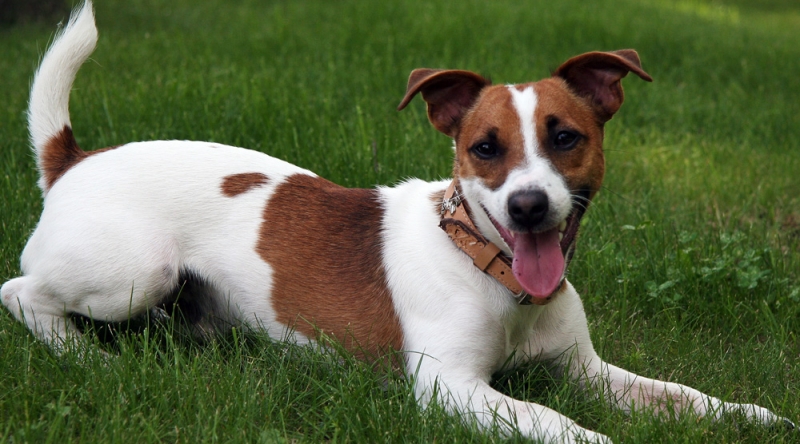 Jack Russell Terrier is considered the most beautiful dog breed in the world