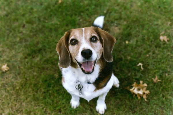 Adorable, human-friendly Beagle dog breed