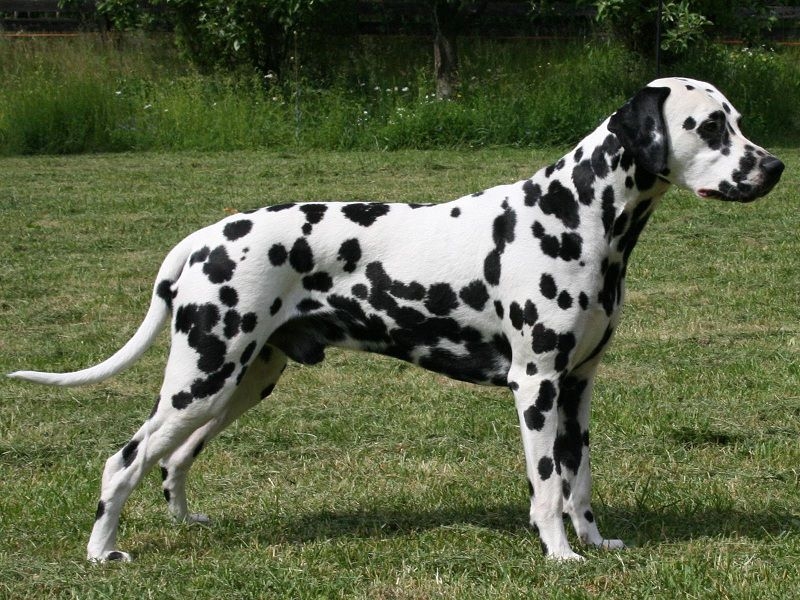 Dalmatian dog with extremely beautiful spotted coat