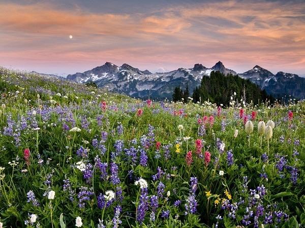 Wildflower fields in Mount Rainier National Park, USA