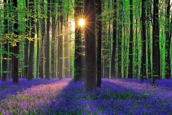 Forest of bluebells - Halle, Belgium