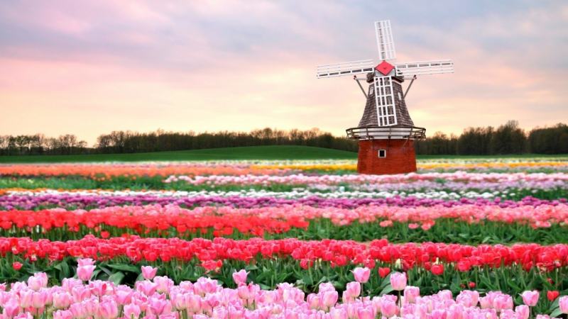 Tulip fields – Keukenhof, Netherlands