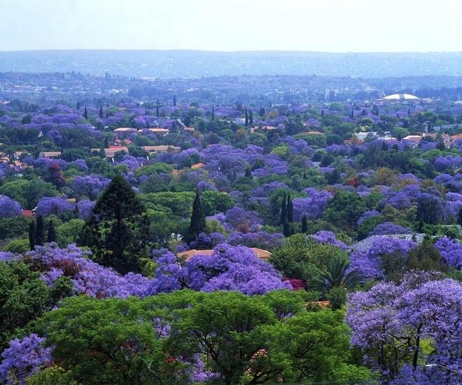 Pretoria city - purple phoenix flower paradise in the heart of South Africa