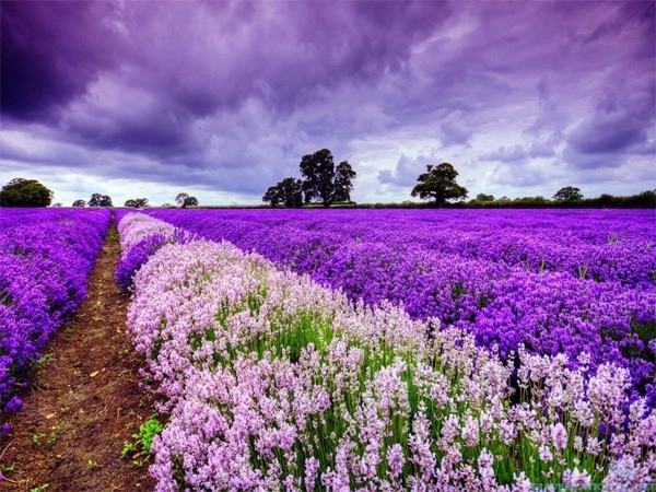 Provence lavender garden - France