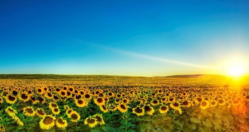 Sunflower fields in Tuscany - Italy