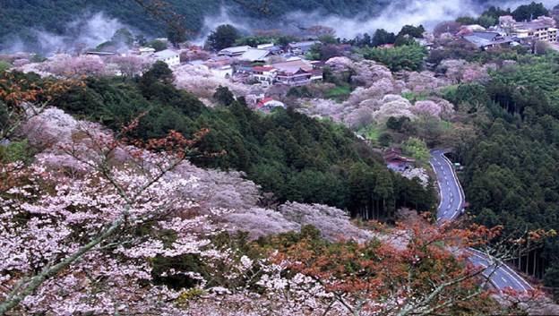 Colorful cherry blossoms in the mountains of Yoshino - Japan