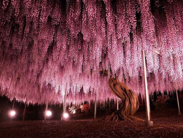 Ashikaga Wisteria Garden - Japan