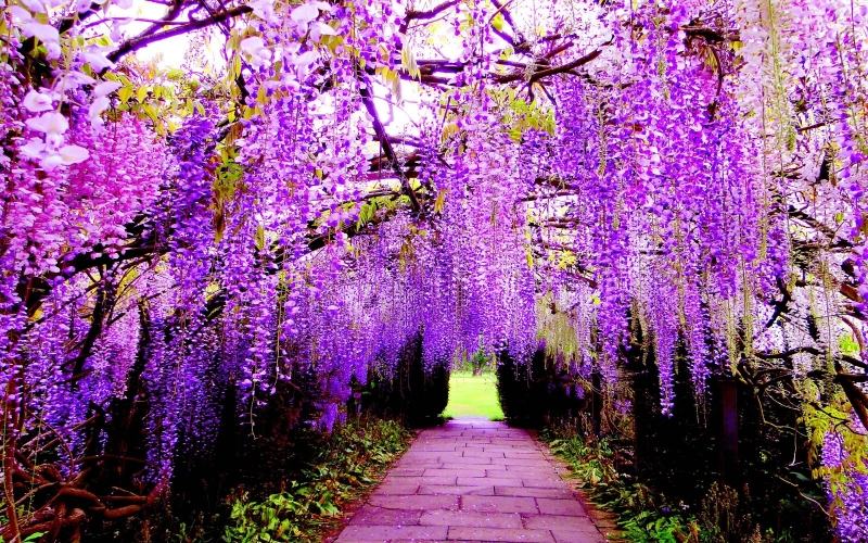 The wisteria branches hanging down look so beautiful