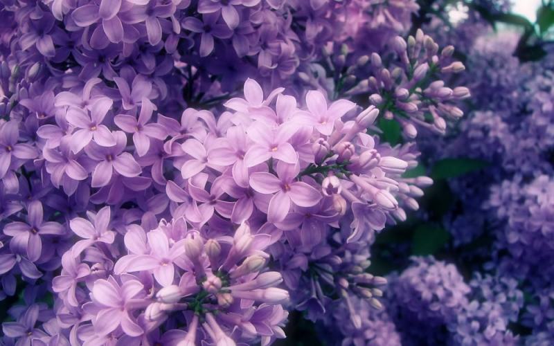 As beautiful and gentle as lilacs