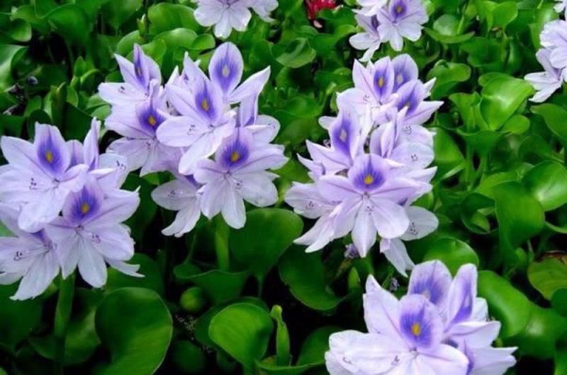 Purple hyacinth flower