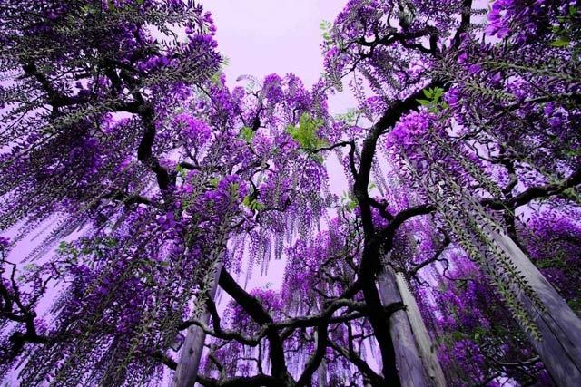 The wisteria is proud and gorgeous