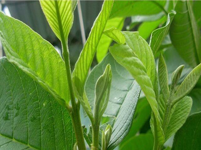 Guava leaves are easy to find but effective in treating menstrual pain