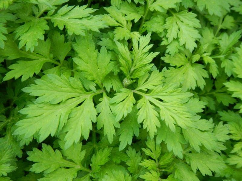 Cure urinary tract infections with wormwood