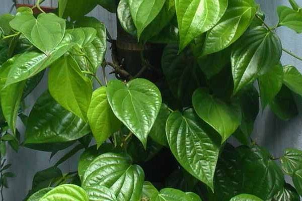 Betel leaves do not cure urinary tract infections