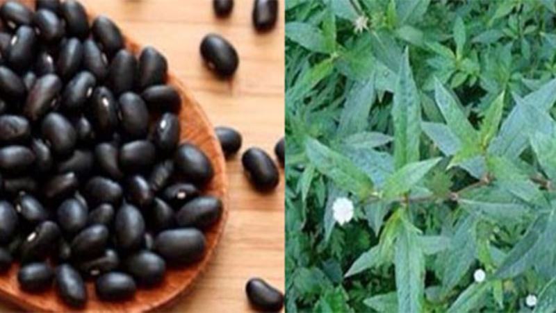Black beans and squid grass are the most effective for treating kidney failure