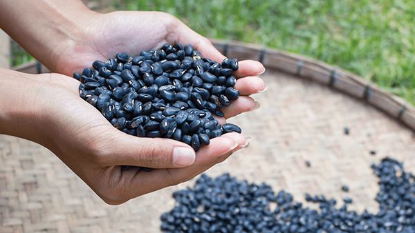 Remedy for kidney failure from black beans and squid grass