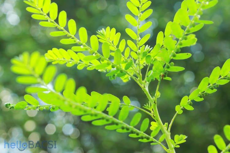 Cure kidney failure with chlorophyll