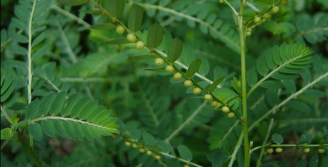 Currently, among the measures to treat fatty liver, the folk method of treating fatty liver with a dog tree (Diep Ha Chau) is widely applied.