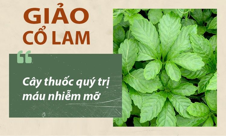 Jiaogulan precious medicinal plant cures fatty liver disease
