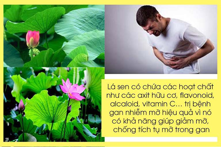 Using lotus leaves to cure fatty liver disease is one of the natural remedies used by many people to reduce the level of fatty liver.