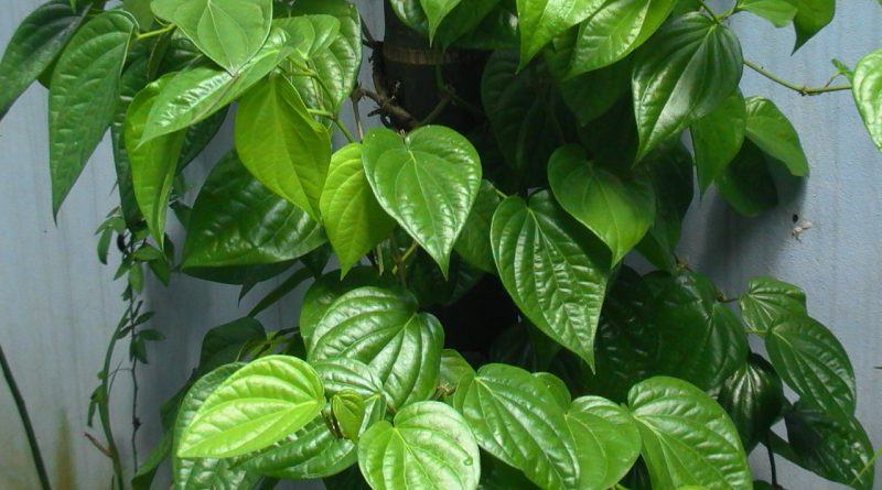 Cure leech nests with betel leaves