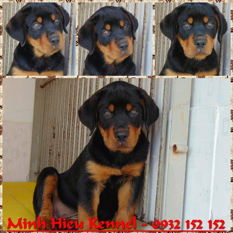 Minh Hieu dog farm