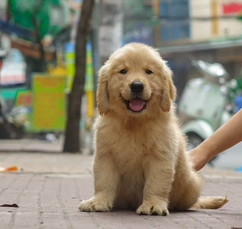 SC Dog Shop offers dog breeds such as Chow Chow, Alaska, Poodle, Pom