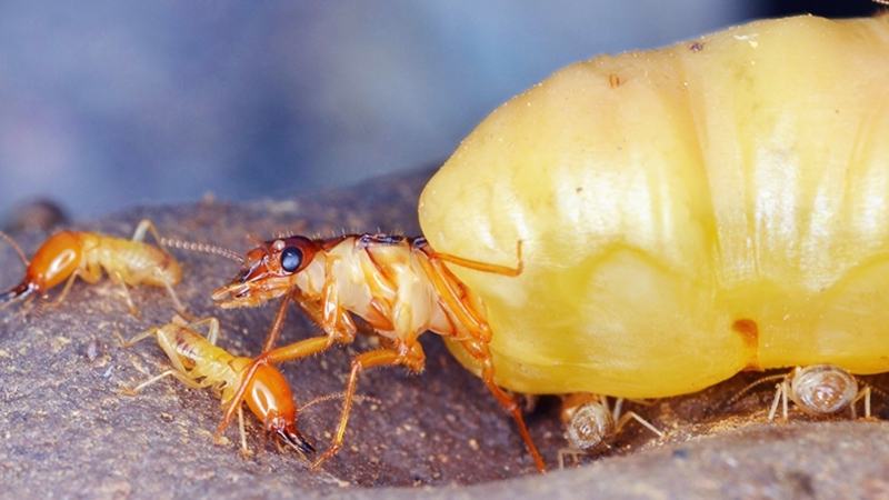The queen termite is a milky white insect the size of a thumb