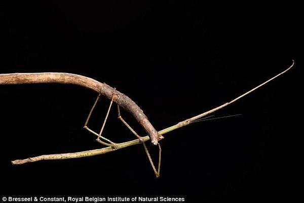 The Phasmatodea stick beetle is the longest insect in the world