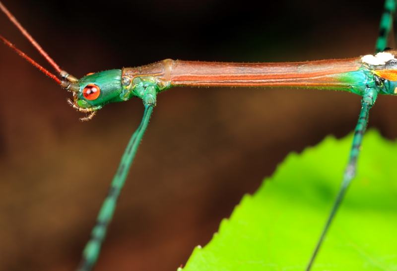 Phasmatodea sticks spend most of their time in trees