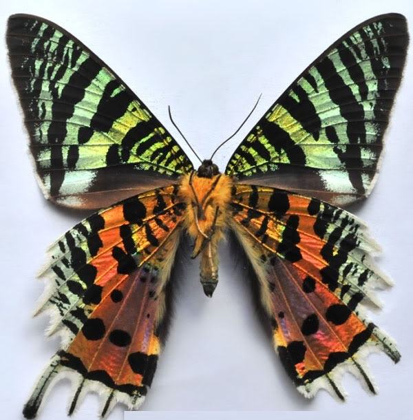 The Madagascar sunset butterfly has a wingspan of 6-9cm