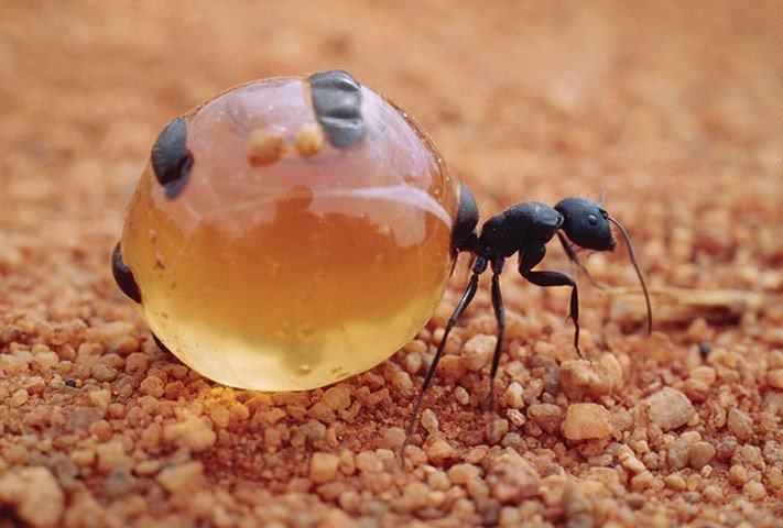 Honey ants - the name of this animal is enough to describe their body, with a round belly, like a jar of honey
