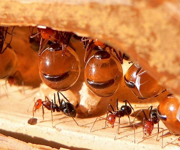 Honey ants can appear anywhere in the nest
