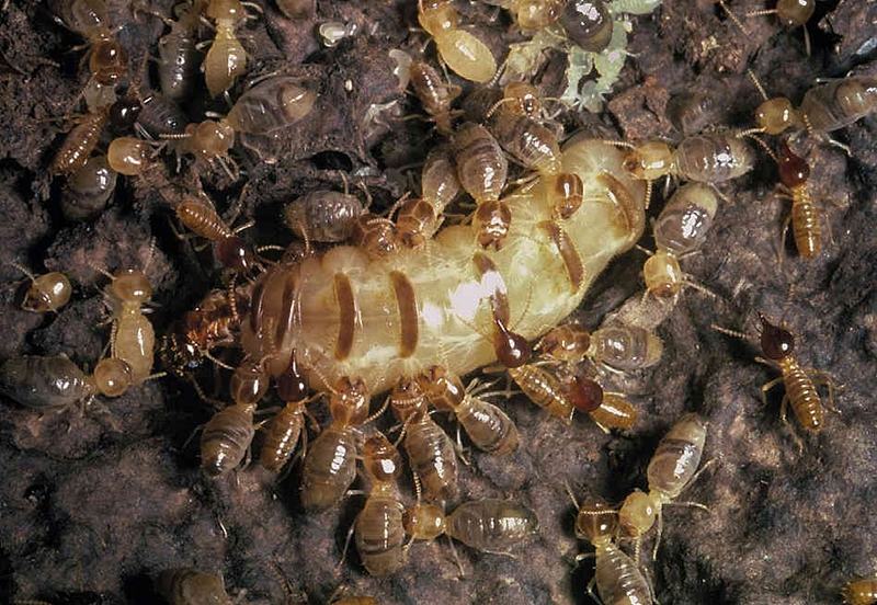 Queen termites live underground, inside termite mounds.