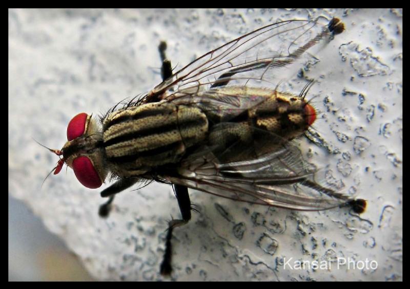 Adult buffalo flies can be up to 25 mm . in length