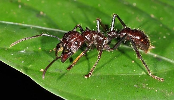 Black Bulldog Ants have a body length of up to 25 - 50mm