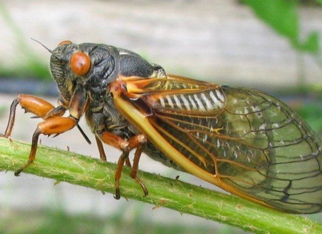 Male cicadas make sounds to attract females near them